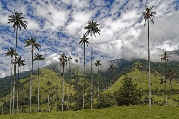 009 Colombia