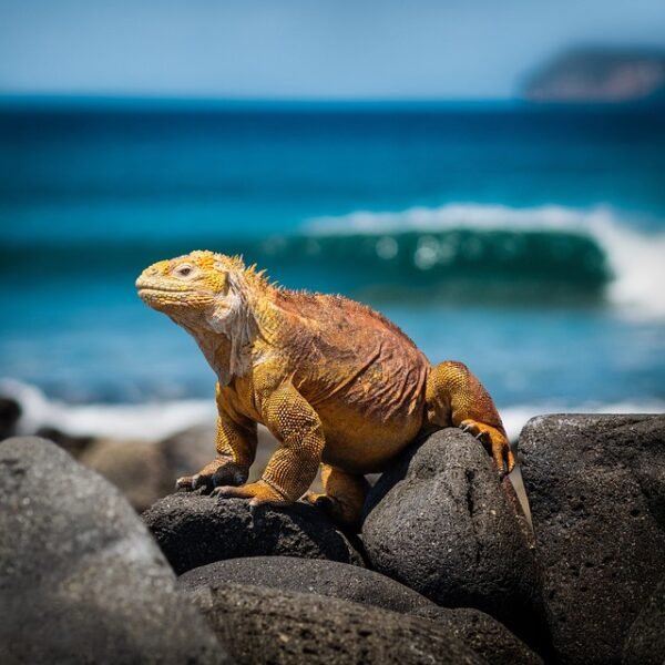 006 Peru – Galapagos
