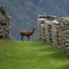 005 Peru – Trekking