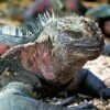 006 Peru – Galapagos