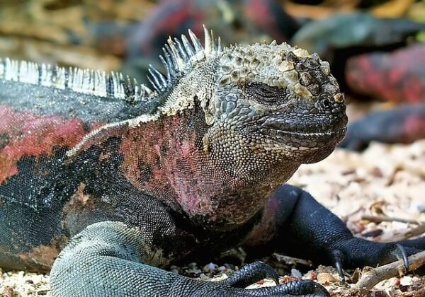 006 Peru – Galapagos