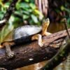 014 Costa Rica – Panama
