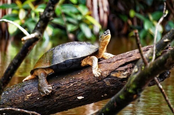 014 Costa Rica – Panama