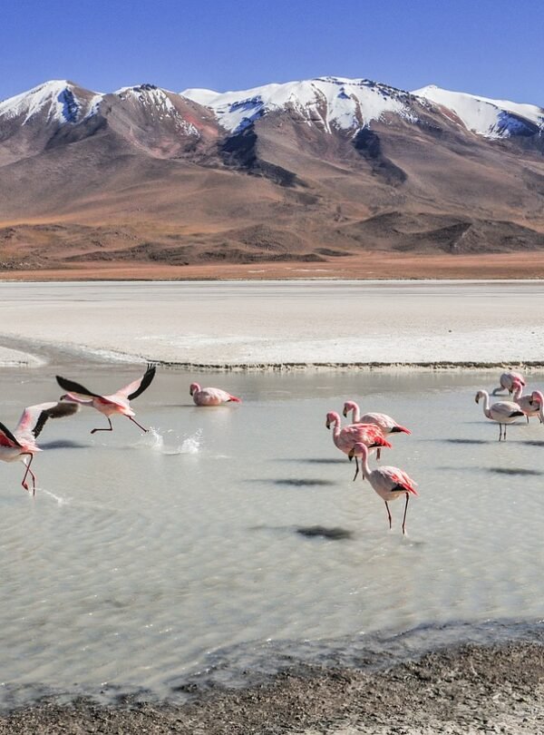 mtorrazzina-flamingos-4919079_1280