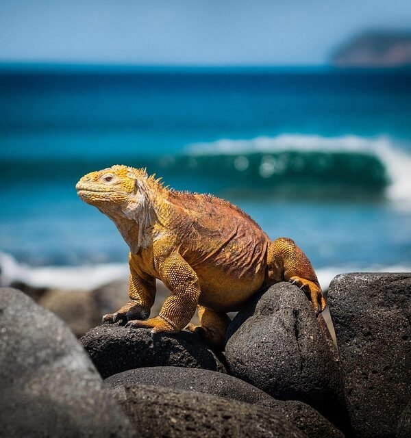 8moments-iguana-3500924_640